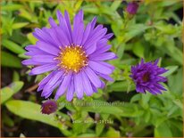 Aster 'Samoa'