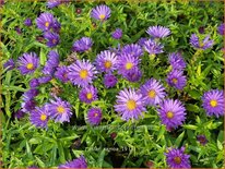 Aster 'Samoa'