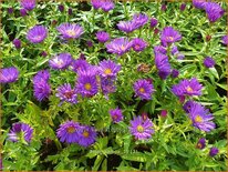 Aster 'Samoa'