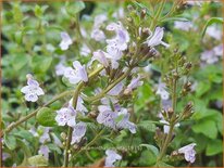 Calamintha nepeta