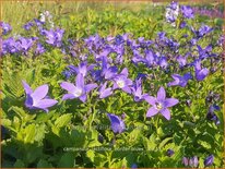 Campanula lactiflora &#39;Border Blues&#39;