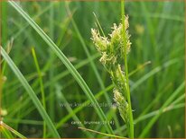 Carex brunnea