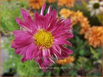 Chrysanthemum &#39;Oury&#39;