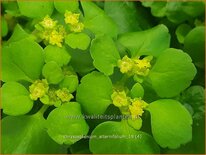 Chrysosplenium alternifolium