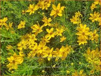 Coreopsis verticillata 'Grandiflora'