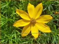 Coreopsis verticillata 'Grandiflora'