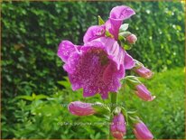 Digitalis purpurea 'Monstrosa'