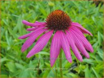 Echinacea purpurea &#39;Purple Emperor&#39;