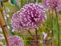 Allium &#39;Summer Drummer&#39;