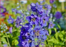 Delphinium 'Blue Jay'