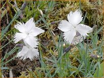 Dianthus spiculifolius