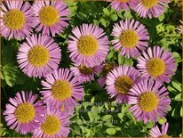 Erigeron &#39;Rosa Juwel&#39;