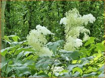 Filipendula purpurea 'Alba'