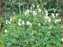 Filipendula purpurea 'Alba'