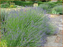 Lavandula intermedia 'Dutch'