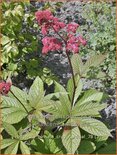 Rodgersia pinnata &#39;Crug Cardinal&#39;