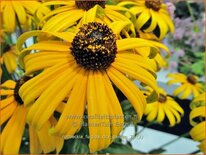 Rudbeckia fulgida 'City Garden'