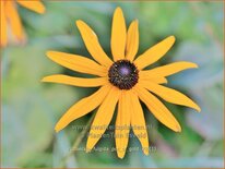 Rudbeckia fulgida 'Pot of Gold'