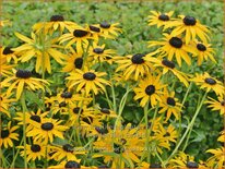 Rudbeckia fulgida 'Pot of Gold'