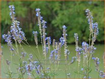 Salvia uliginosa &#39;Ballon Azul&#39;