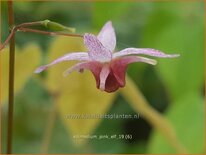 Epimedium &#39;Pink Elf&#39;