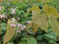 Epimedium &#39;Pink Elf&#39;