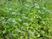 Eupatorium rugosum &#39;Lucky Melody&#39;