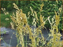 Festuca glauca &#39;Hoggar&#39;