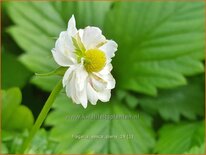 Fragaria vesca 'Plena'