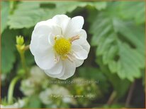 Fragaria vesca 'Plena'