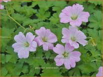 Geranium &#39;Bremdream&#39;