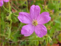 Geranium oxonianum 'Rosenlicht'