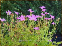 Geranium oxonianum 'Rosenlicht'