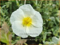 Helianthemum &#39;The Bride&#39;