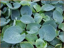 Hosta &#39;Abiqua Drinking Gourd&#39;