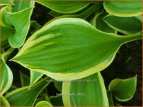 Hosta 'Liberty'