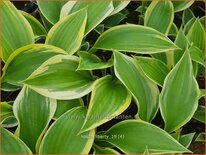 Hosta 'Liberty'