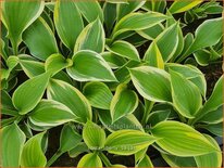 Hosta 'Liberty'