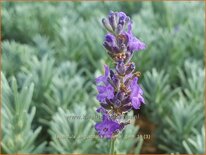 Lavandula angustifolia 'Imperial Gem'