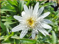 Leucanthemum 'Stina'