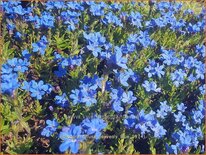 Lithodora diffusa &#39;Heavenly Blue&#39;