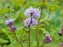 Mentha piperita &#39;Eau de Cologne&#39;