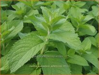 Mentha suaveolens &#39;Apfelminze&#39;