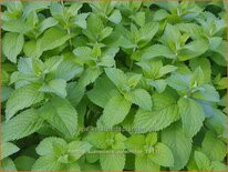 Mentha suaveolens &#39;Apfelminze&#39;