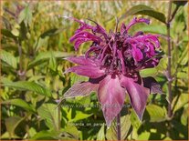 Monarda 'On Parade'