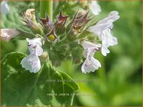 Nepeta cataria citriodora