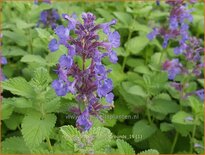 Nepeta faassenii &#39;Hill Grounds&#39;