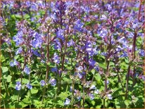 Nepeta faassenii &#39;Purrsian Blue&#39;