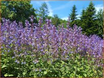 Nepeta faassenii &#39;Purrsian Blue&#39;