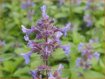 Nepeta grandiflora &#39;Zinser&#39;s Giant&#39;